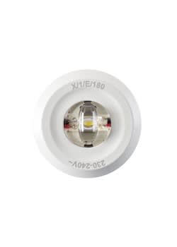 FEILO SYLVANIA - ROUTELEDII CORRIDOR DALI 2059463