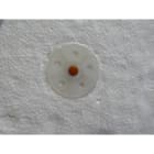 SPIT - ANCORANTE ISO 10x135/105