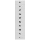 SIEMENS - Targhetta di siglatura, frontale, con 11-20, orizzontale, larghezza del morsetto: 4,2 mm
