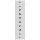SIEMENS - Targhetta di siglatura, frontale, con 21-30, orizzontale, larghezza del morsetto: 4,2 mm