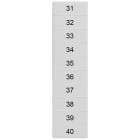 SIEMENS - Targhetta di siglatura, frontale, con 31-40, orizzontale, larghezza del morsetto: 4,2 mm
