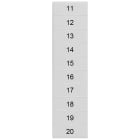 SIEMENS - Targhetta di siglatura, frontale, con 11-20, orizzontale, larghezza del morsetto: 4,2 mm