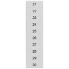 SIEMENS - Targhetta di siglatura, frontale, con 21-30, orizzontale, larghezza del morsetto: 4,2 mm