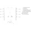 Miniatura Diagramma del circuito 2