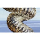 TECNOSYSTEMI - TUBO CANALIZZATO FLESSIBILE IN ALLUMINIO 11151254